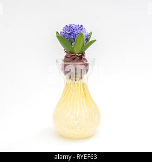 Young Hyacinth bulb in transparent glass vase and purple flowers isolated on white background. Preparation garden for repotting spring flowers Stock Photo