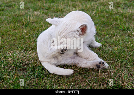 Cute puppy of West Highland White Terrier sitting on meadow. Care for the dog's coat and skin, protection against parasites Stock Photo