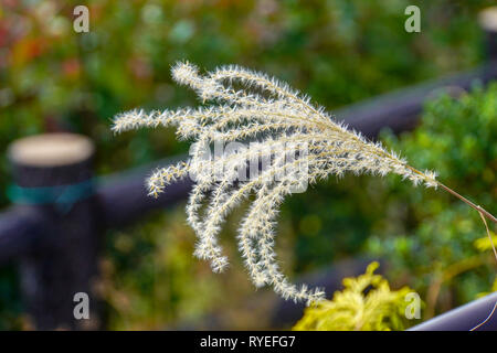 Flowering white reed plant. Photographed in Osaka Japan in October ...