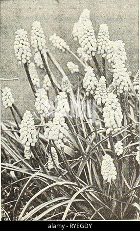 Dreer's wholesale price list : bulbs for florists plants for florists flower seeds for florists  dreerswholesalep1928henr Year: 1928  Scilla Slblrlca Sno-wdropa MuSCari (Grape Hraclnths) One of the prettiest of early spring flowering bulbs, growing about 6 Inches high, and throwing up numer- ous spikes of flowers, which resemble a miniature inverted bunch of grapes. Blue Grape Hyacinths. Clear blue. $1.50 per 100. $12.00 per 1000. White Grape Hyacinths (Pearls of Spain). Pure white. â¢M.OO per 100; .$.'$5.00 per 1000. Heavenly Blue Grape Hyacinths. A strong growing variety producing much large Stock Photo