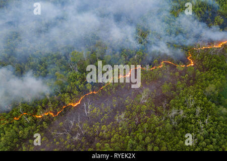 line of bush fire at peatland jungle in Sabah Borneo Malaysia