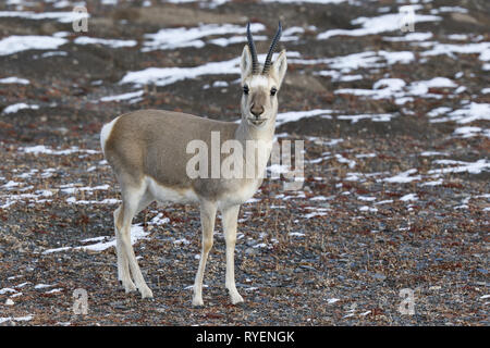 Tibetan Gazelle Stock Photo