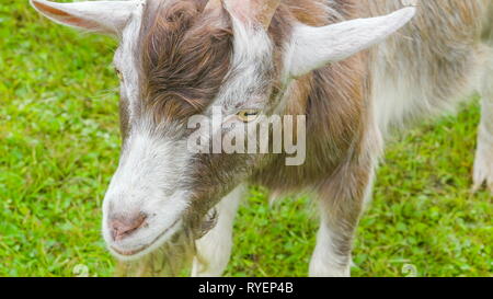 A gray color llama eating and chewing on his mouth with the grasses on the ground Stock Photo