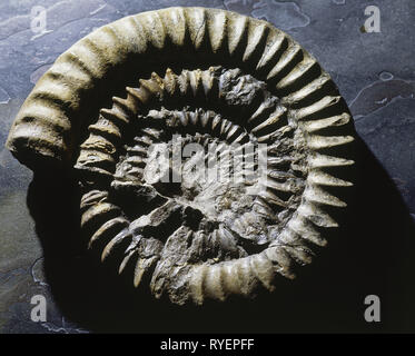 prehistory, fossil, fossil, zoology, petrified ammonite, Additional-Rights-Clearance-Info-Not-Available Stock Photo