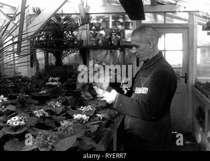 Nazism / National Socialism, crimes, Sachsenhausen concentration camp, a prisoner in the plant nursery, February 1941, Additional-Rights-Clearance-Info-Not-Available Stock Photo