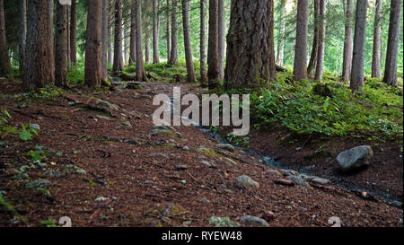 a path running through an alpine forest in Switzerland. early morning light shines through the leaves and trees of the pine forest. Stock Photo