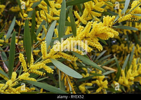 sydney golden wattle,detail of a  branch in full bloooming Stock Photo