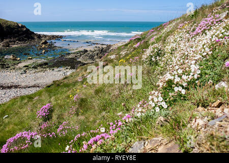 Sea Pink or Thrift (Armeria maritima) and Sea Campion (Silene maritima) flowers growing beside the coast path around Cable Bay / Porth Crugmor, Isle o Stock Photo