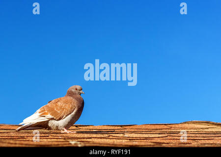 brown pigeon sitting on the roof on the background of blue cloudless sky. Stock Photo