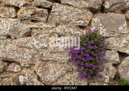 A small clump of beautiful puple flowers at the bottom right hand corner bloom on a crumbling stone wall Stock Photo