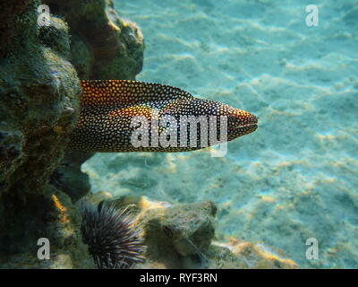 A whitemouth moray eel Gymnothorax meleagris underwater in the Pacific ocean, Rurutu, Austral islands, French Polynesia Stock Photo