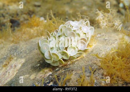 Algae Acetabularia acetabulum underwater in the Mediterranean sea, Spain Stock Photo