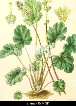 Edwards' botanical register, or, Ornamental flower-garden and shrubbery ..  edwardsbotanical23edwa Year: 1829
