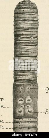 Earthworms and their allies  earthwormstheira00bedduoft Year: 1912  I] STRUCTURAL AND SYSTEMATIC 17    Fig. 8. Ventral view of Eutyphoeus masoni. p papillae, J male pores, ? oviduct pores. ( x 3.)