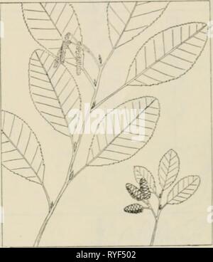 The drug plants of Illinois  drugplantsofilli44teho Year: 1951 Stock Photo