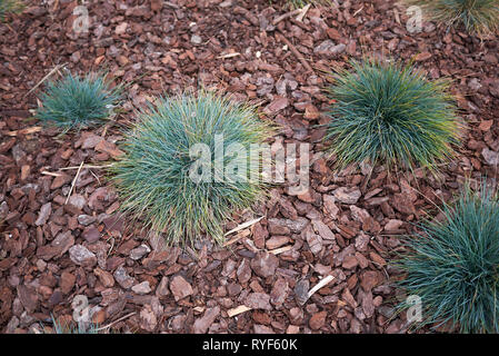 Festuca glauca plants in a flowerbed Stock Photo