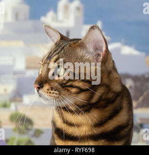 Beautiful cat close-up peers into side on washed away background Stock Photo