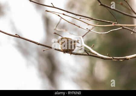 Single Eurasian wren (Troglodytes troglodytes) perched on winter branches in woodland Stock Photo