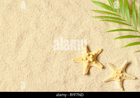 Sea shells on sandy beach. Summer background. Top view. Stock Photo
