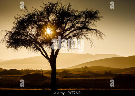Sun peaks through acacia tree branches at sunrise in old dried up desert oasis Stock Photo