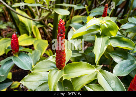 Red Button Ginger (costus or spiral gingers) Flowers Stock Photo