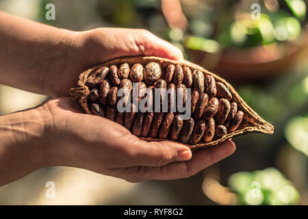 Cocoa pods with dry cocoa beans in the male hands. Nature background. Stock Photo