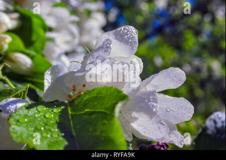 Wild apple flowers. Apple tree flowers close-up background Stock Photo