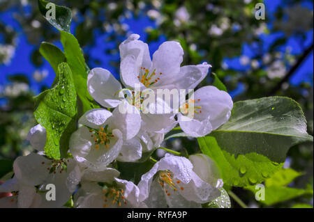 Wild apple flowers. Apple tree flowers close-up background Stock Photo