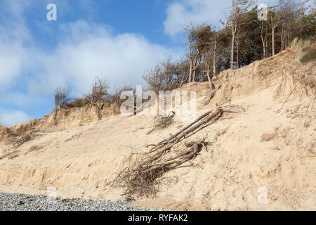 Dead pine trees and high sand dunes at Newborough in Anglesey North Wales Stock Photo