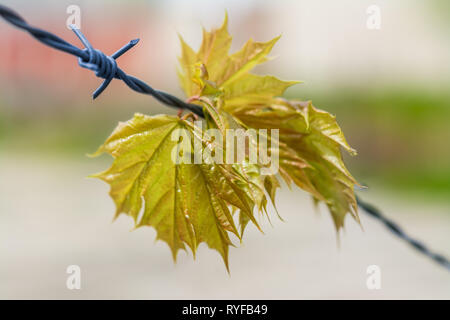 Spring maple leaves hanging on barbed wire. Acer. Detail of lush young green twig caught on steel fence with sharp spikes. Blurry background. Freedom. Stock Photo