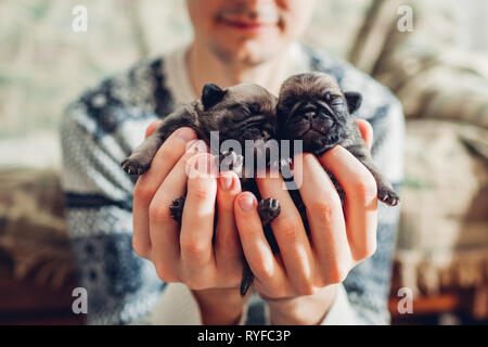 Young man holding pug dog puppies in hands. Little puppies sleeping. Master breeding dogs