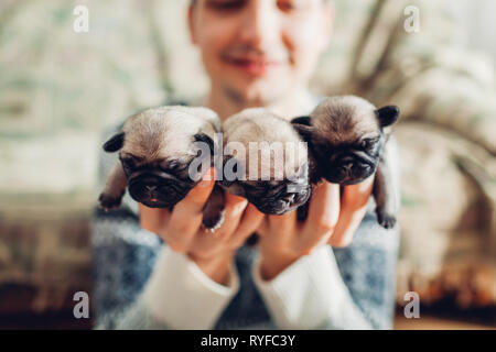 Young man holding three pug dog puppies in hands. Little puppies sleeping. Master breeding dogs