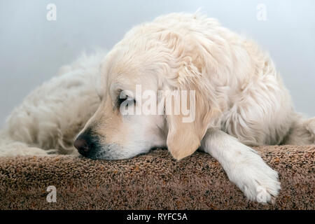 Platinum colored Golden Retriever dog laying on carpeted stair landing. Stock Photo
