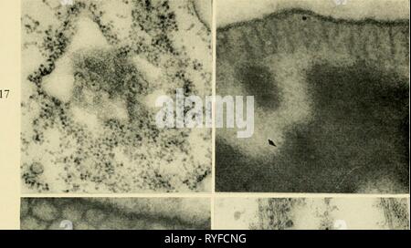 Electron-microscopic structure of protozoa  electronmicrosco00pite Year: 1963  Plate V    IS 19 20 ife Stock Photo