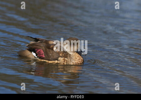 Patagonian Crested Duck (Lophonetta specularioides specularioides) swimming across a pool of water. Stock Photo