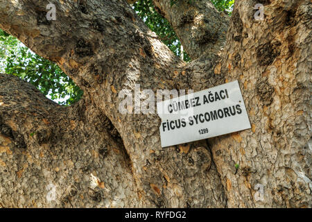 Sign with the name of the sycamore fig fruit tree in turkish and latin language, the oldest living tree in Cyprus, Cathedral Fig Tree in Famagusta Stock Photo