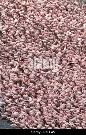 Aerial view of flamingos, Lake Bogoria,  Africa, Kenya Stock Photo