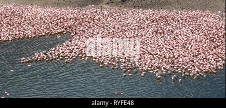 Aerial view of flamingos, Lake Bogoria,  Africa, Kenya Stock Photo
