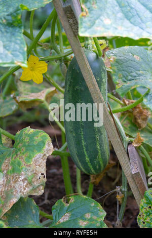 Close up of a plump, ripe, summer cucumber dangling on its vine in a summer garden with a bright yellow cucumber flower beside it Stock Photo