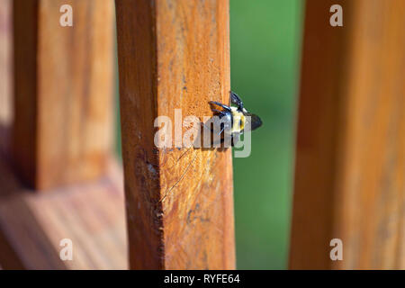 Female Carpenter Bee digging into the wood of an outdoor deck to build her nest where she will lay eggs, on a sunny spring day Stock Photo