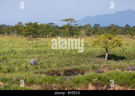 Manas national park and wildlife during daytime and green park Stock Photo