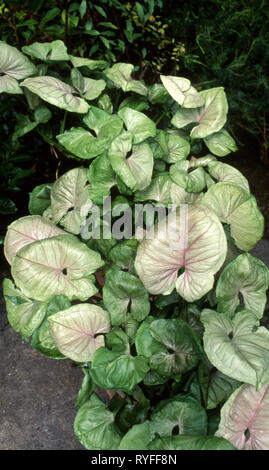 SYNGONIUM PODOPHYLLUM IS A COMMONLY CULTIVATED HOUSEPLANT. Stock Photo