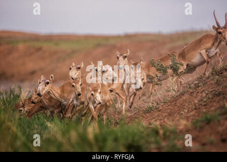 Saigas at a watering place drink water and bathe during strong heat and drought. listed in the Red Book, Chyornye Zemli Black Lands) Nature Reserve, K Stock Photo