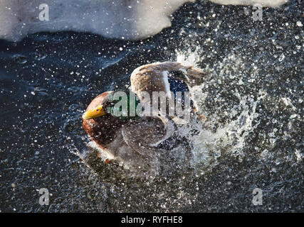 Male Mallard Duck (drake) Anas Platyrhynchos splashing in water next to ice, Sweden, Scandinavia Stock Photo