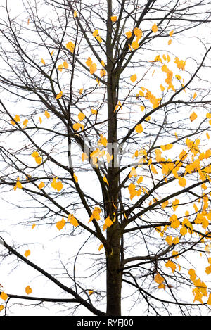 TILLIA CORDATA Stock Photo