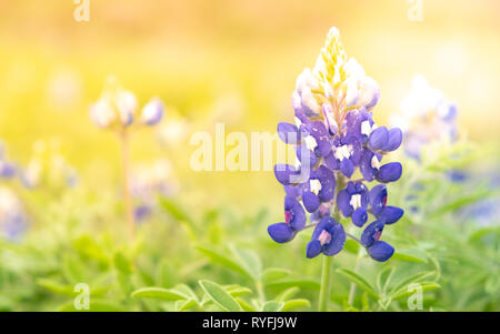 Blue Bonnets in Hill Country Texas/Closeup of Bluebonnet flower, the state flower of Texas Stock Photo