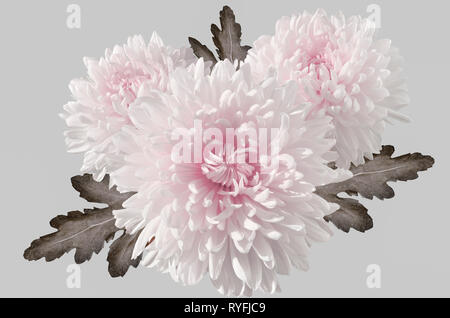 Three white with pink chrysanthemums bouquet with leaves close up, on a light gray background. Artistic image with color emphasis on  flowers Stock Photo