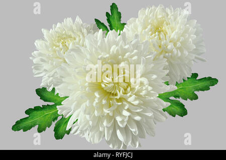 Three white chrysanthemums bouquet with green leaves close up, on a light gray background Stock Photo