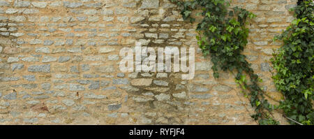 Panoramic of an ancient stone wall with climbing ivy plant Stock Photo