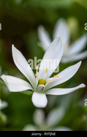 White flower head of garden star-of-Bethlehem, ornithogalum umbellatum Stock Photo
